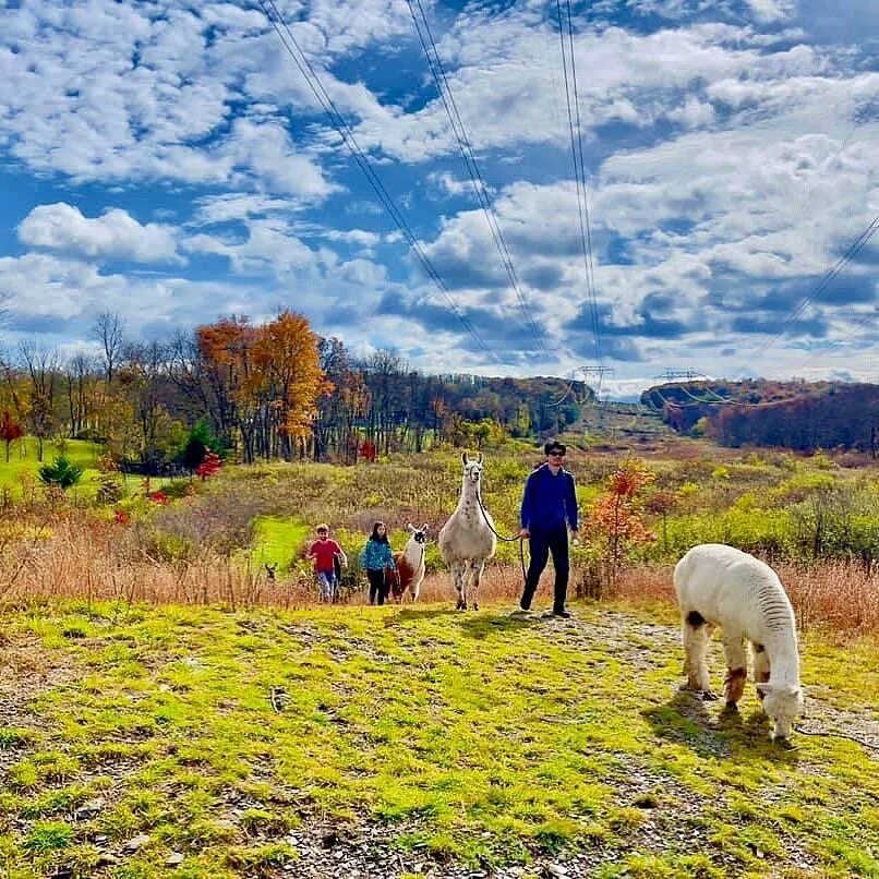 Clover Brooke Farm Llama Alpaca Hikes