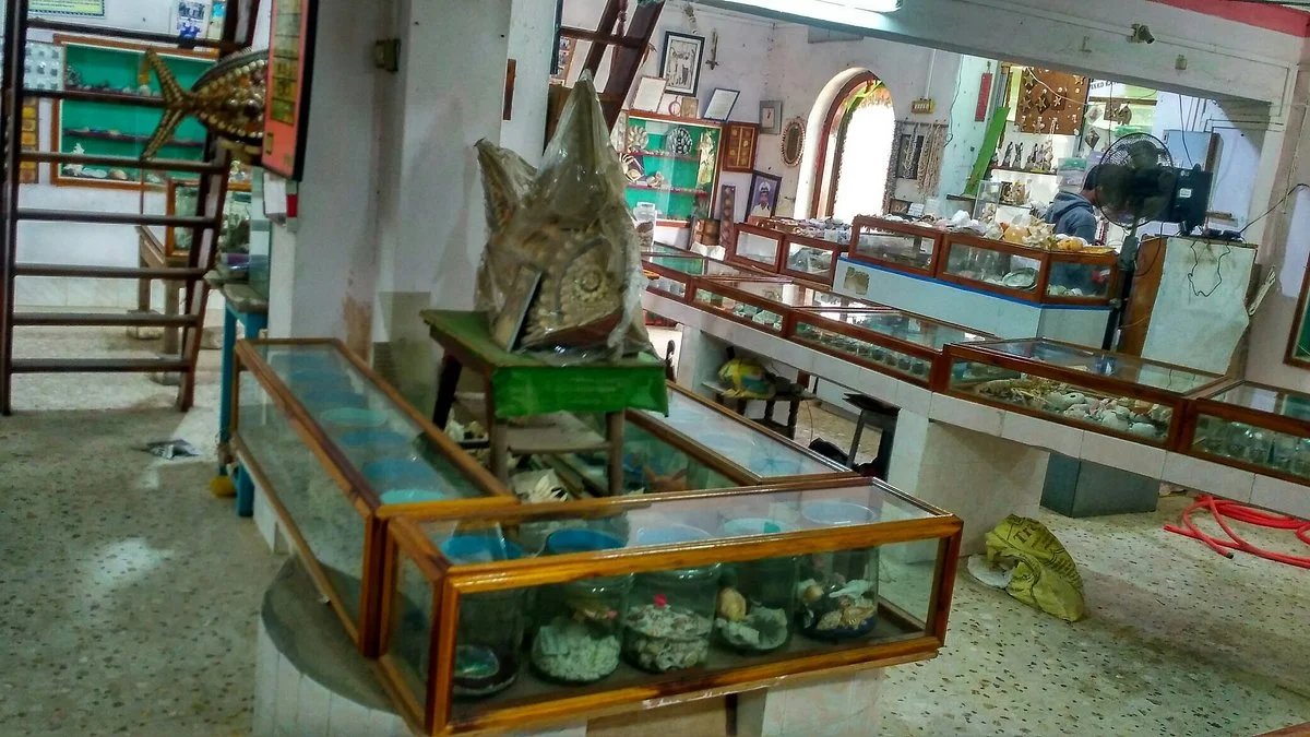 Shell Museum