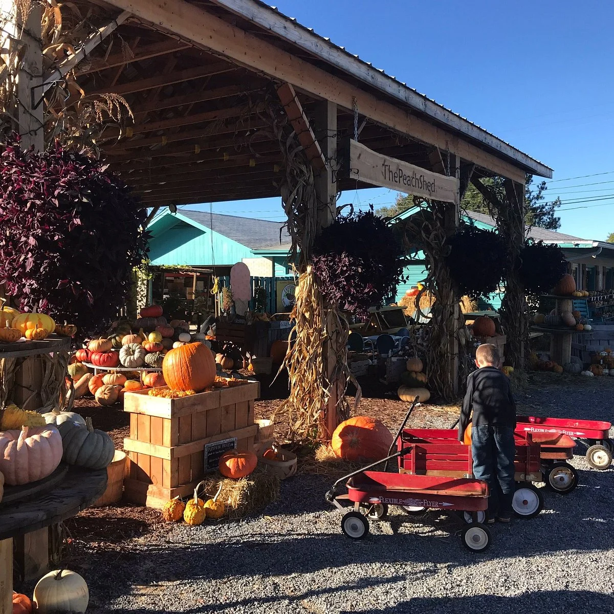 The Peach Tree Orchards