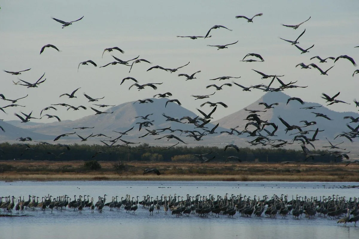 Whitewater Draw Wildlife Area