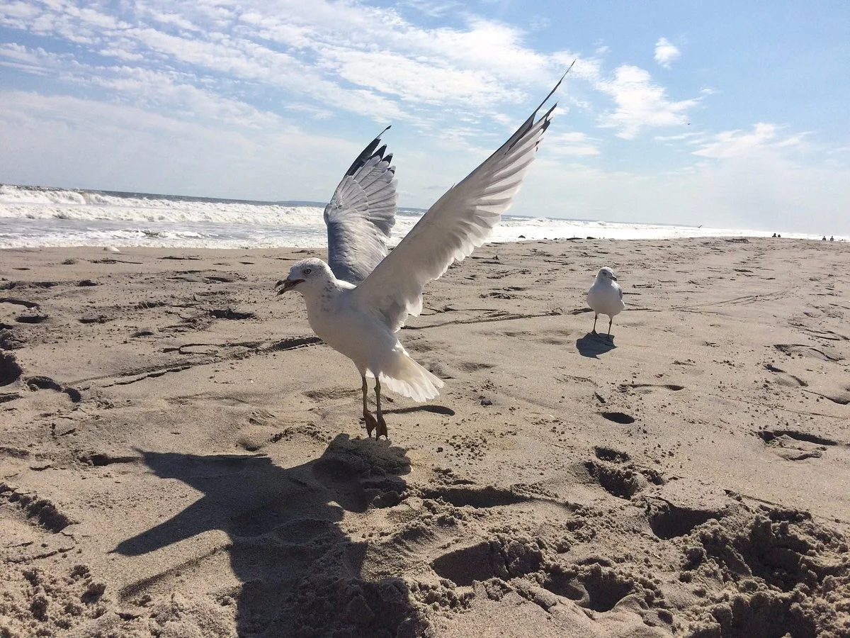 Riis Beach