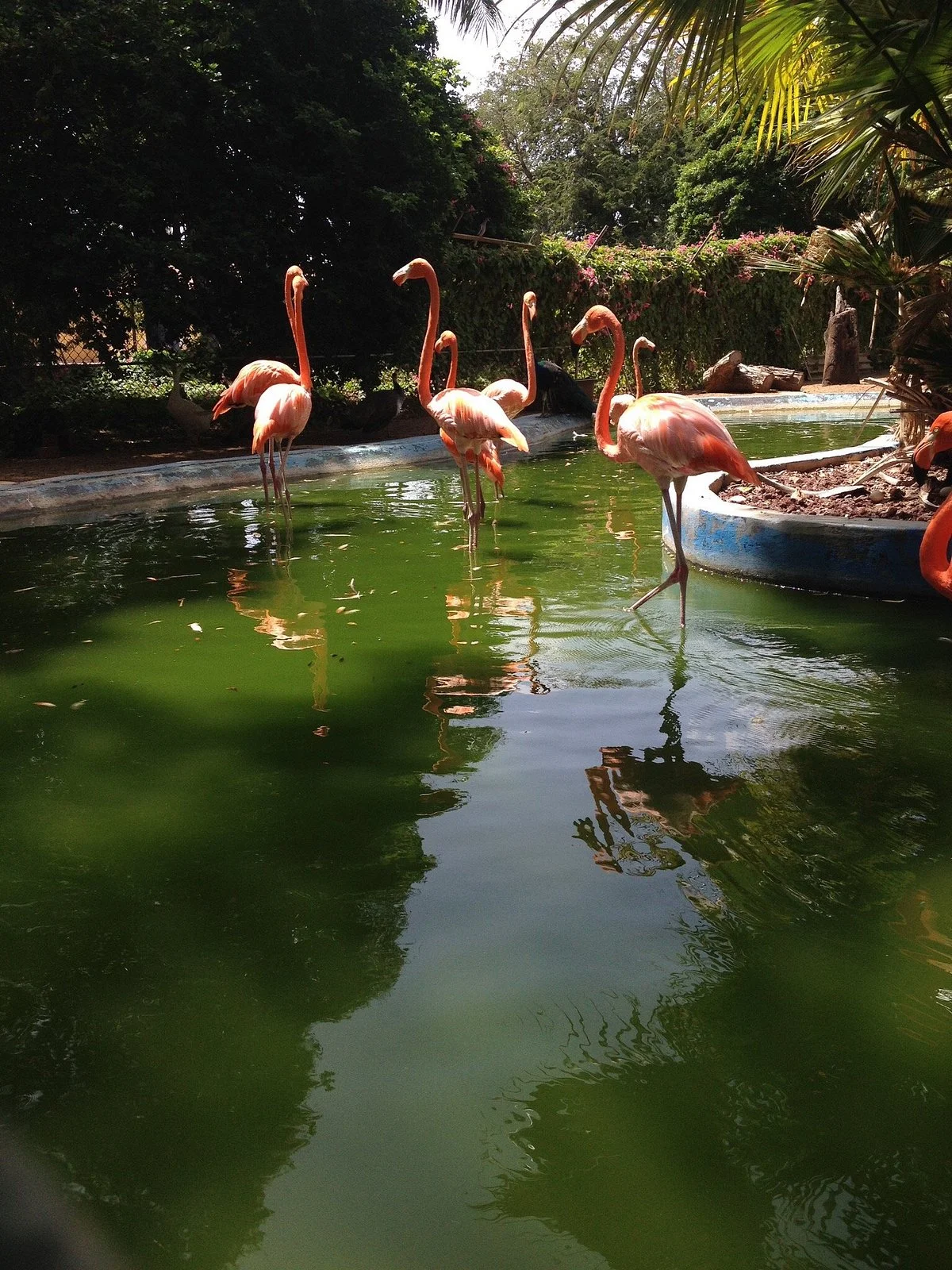 Curacao Zoo