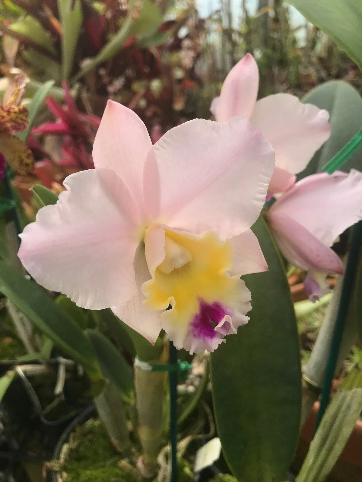 Shelldance Orchid Gardens