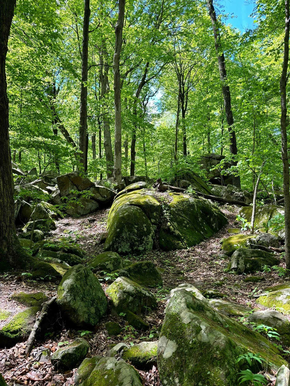 Sourland Mountain Preserve