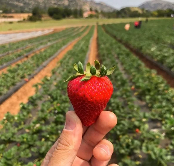 Kenny's Strawberry Farm