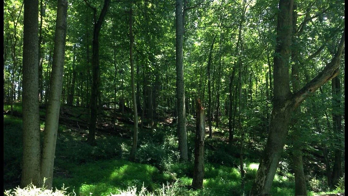 Great Seneca Stream Valley Park