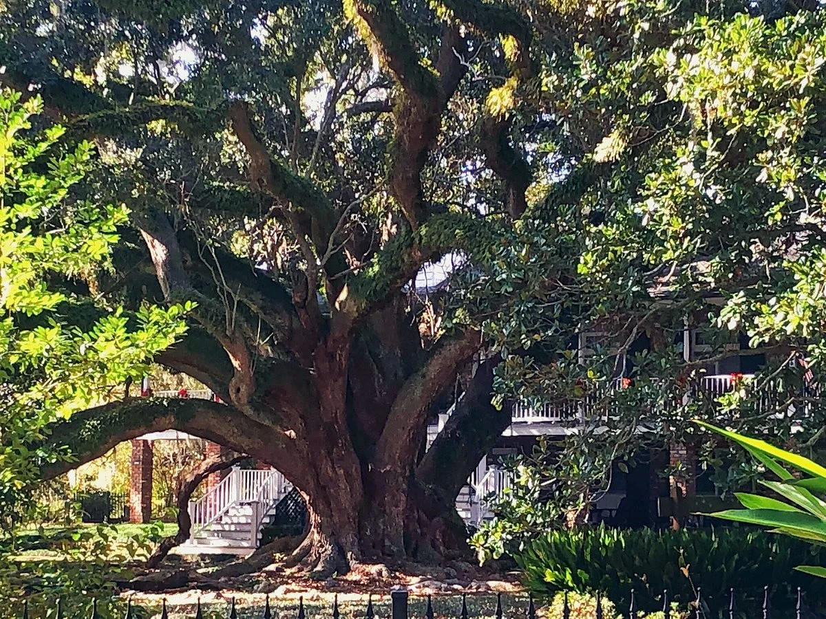 Seven Sisters Live Oak