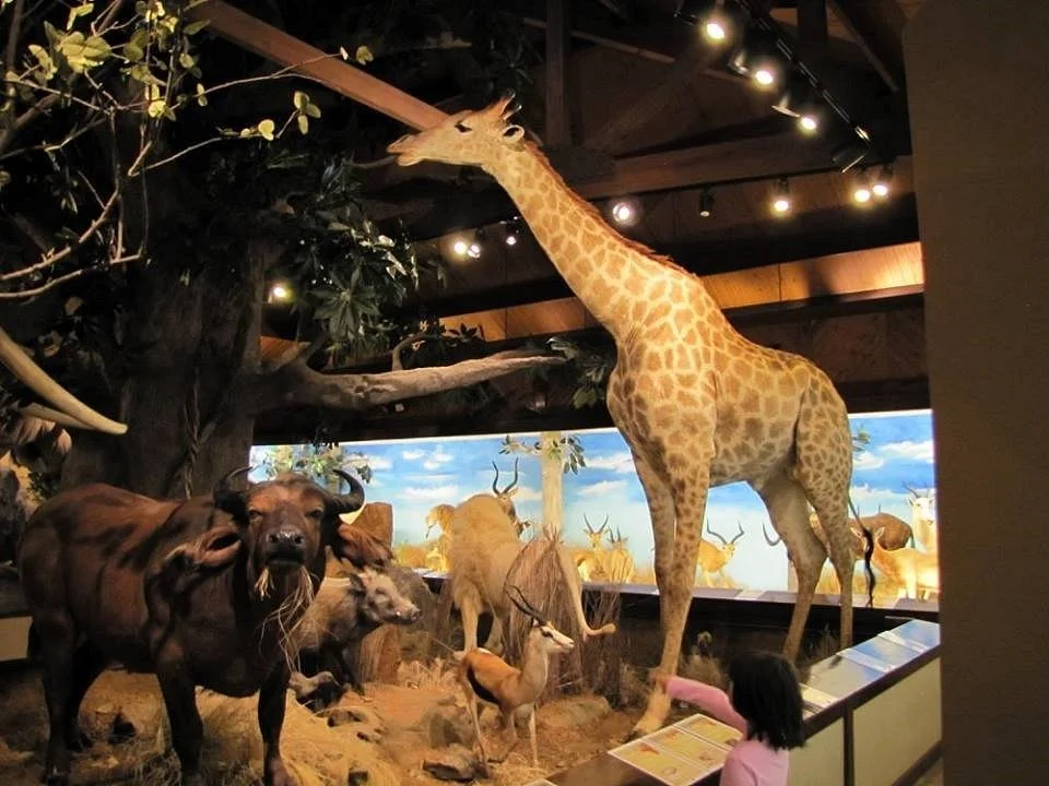 Harber Wildlife Museum
