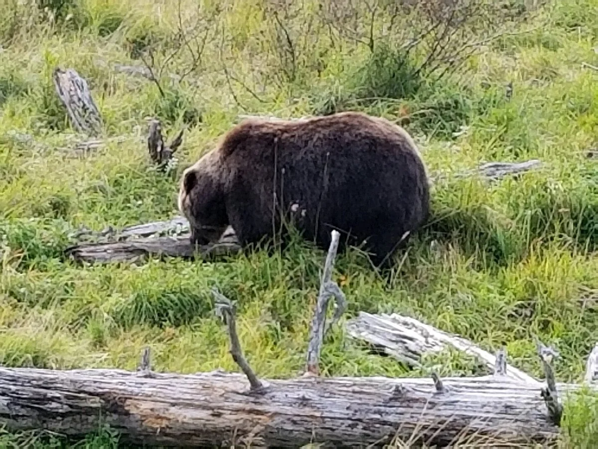 Big Game Alaska