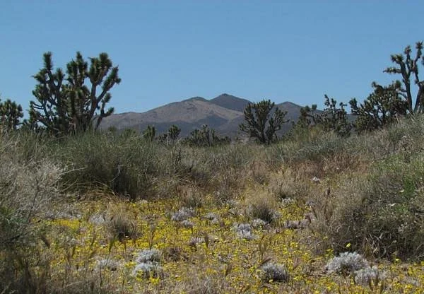 Wee Thump Joshua Tree Wilderness