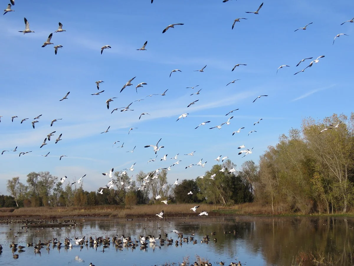 Colusa National Wildlife Refuge