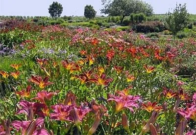 Amador Flower Farm