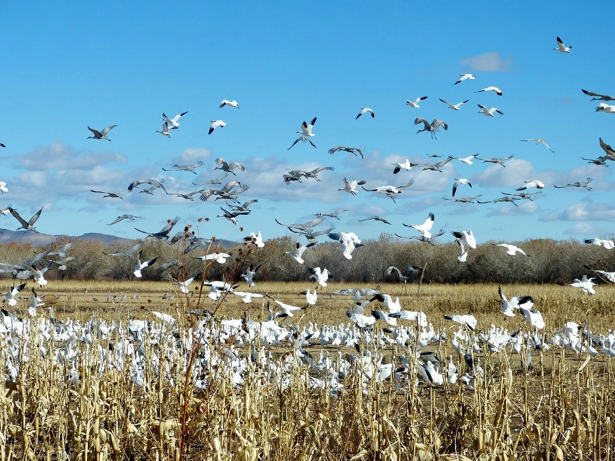 Bosque del Apache National Wildlife Refuge