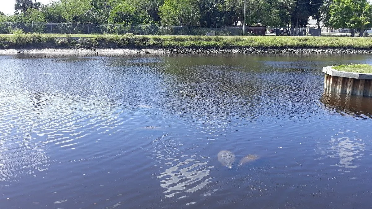 Manatee World
