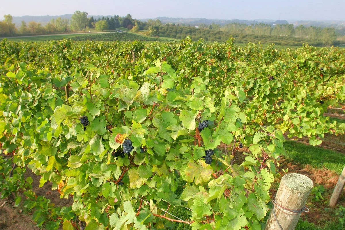 Lawton Ridge Winery