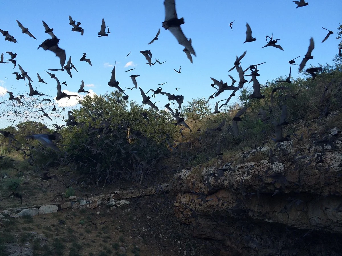 Eckert James River Bat Cave Preserve