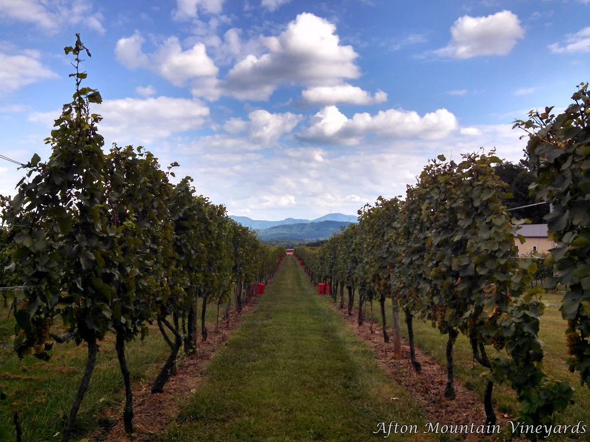 Afton Mountain Vineyards