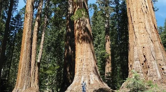 Trail of 100 Giants