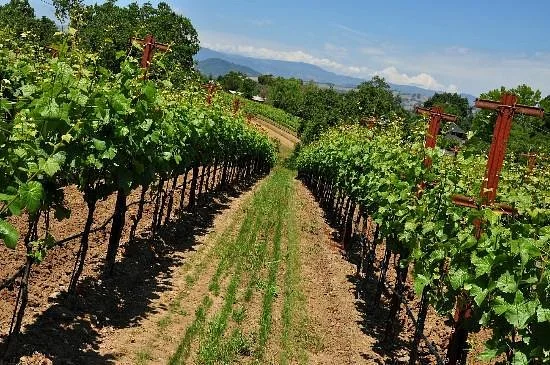 Arista Winery