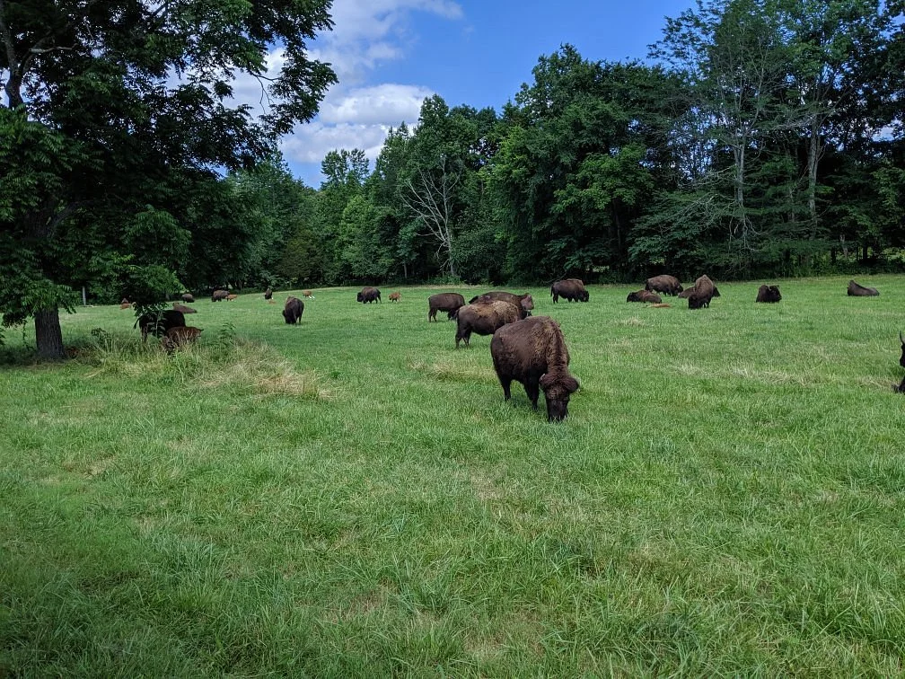 The Elk and Bison Prairie