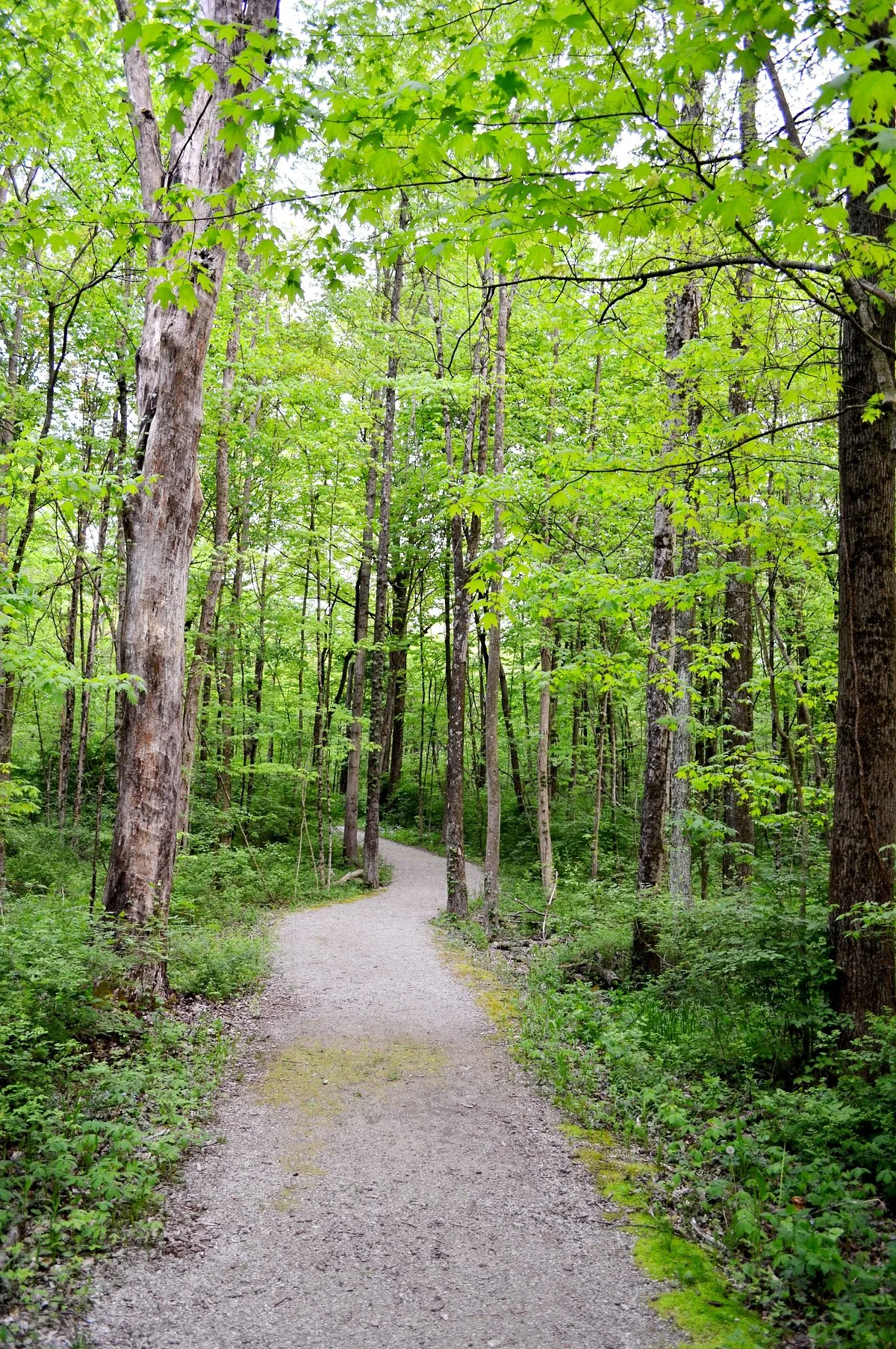 Gallant Woods Preserve