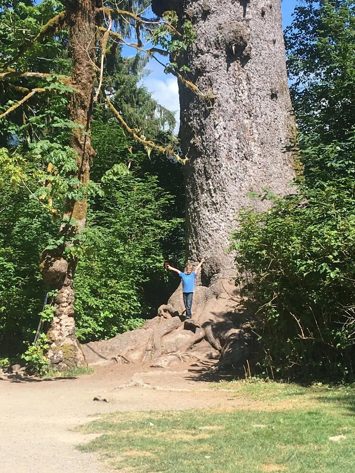 Quinault Big Spruce Tree