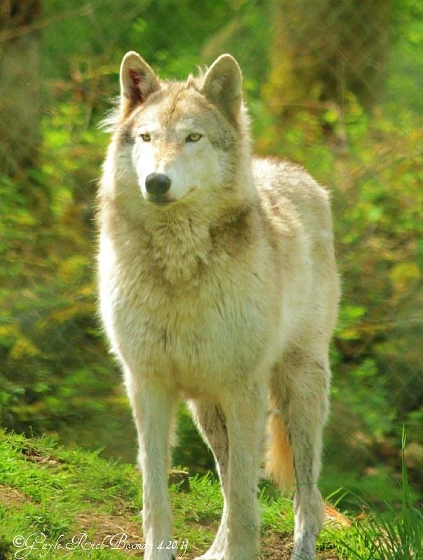 Wolf Haven International