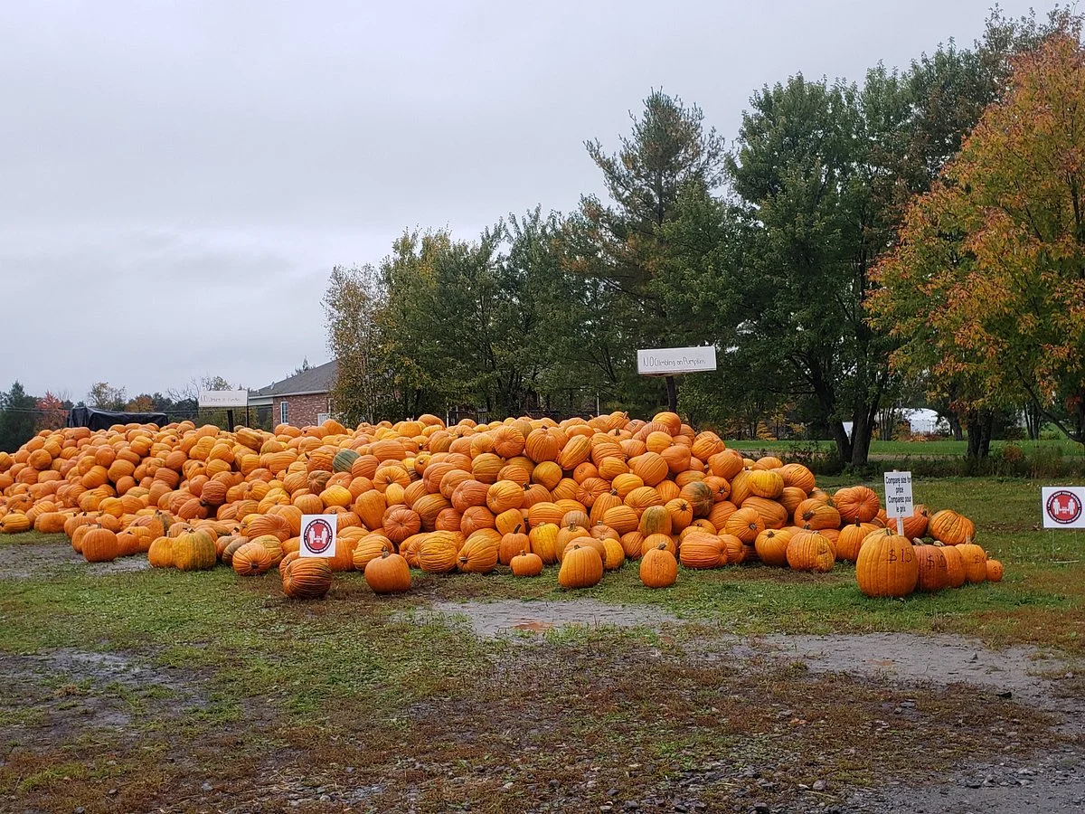 Leisure Farms