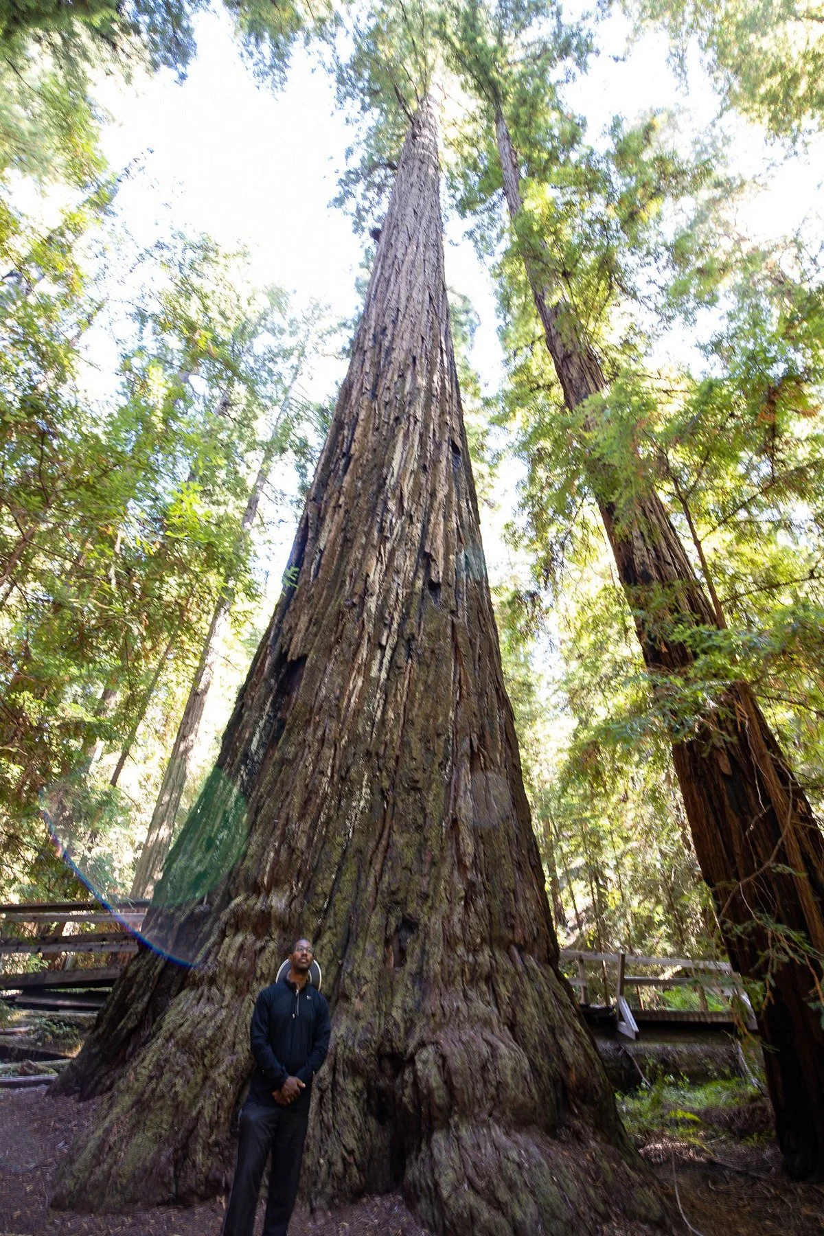 The Mendocino Tree