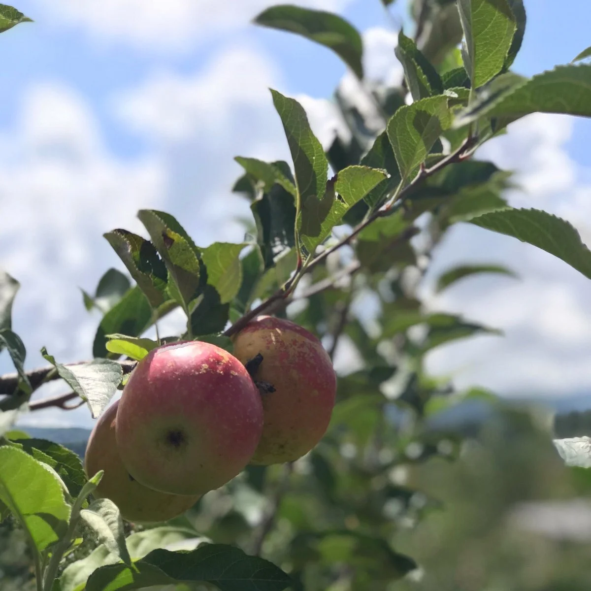 Reece Apple House