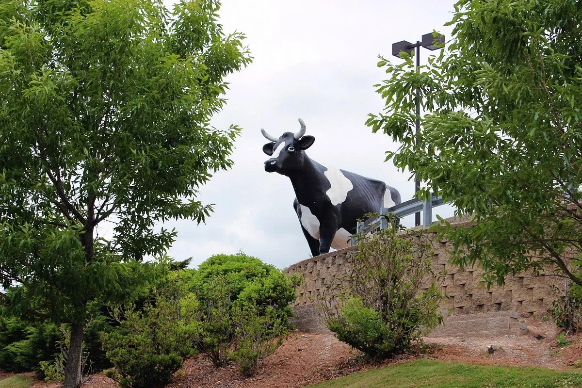 Kadie the Cow of Columbus