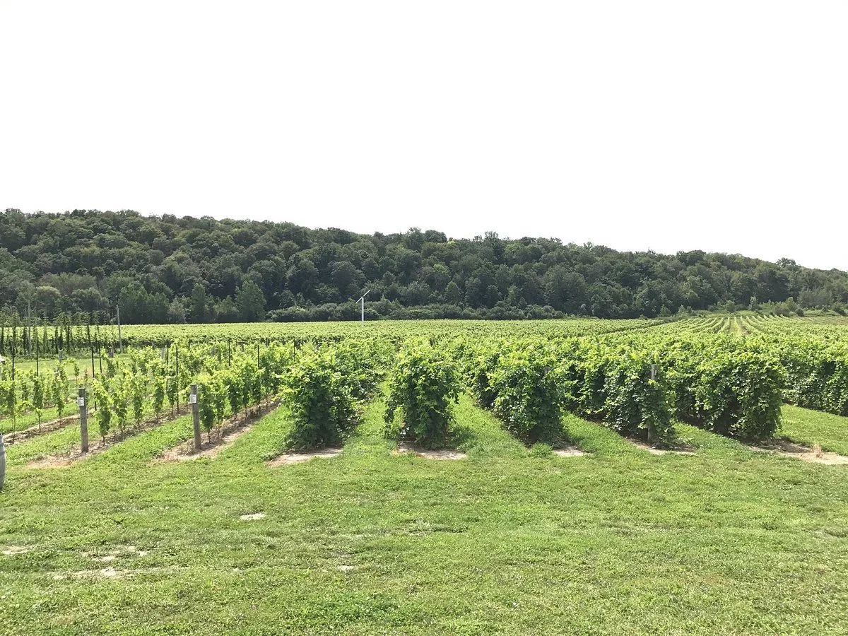 Niagara College Teaching Winery