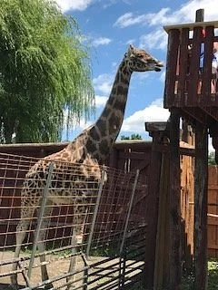 Lupa zoo