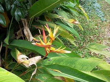 Senator Fong's Plantation and Gardens