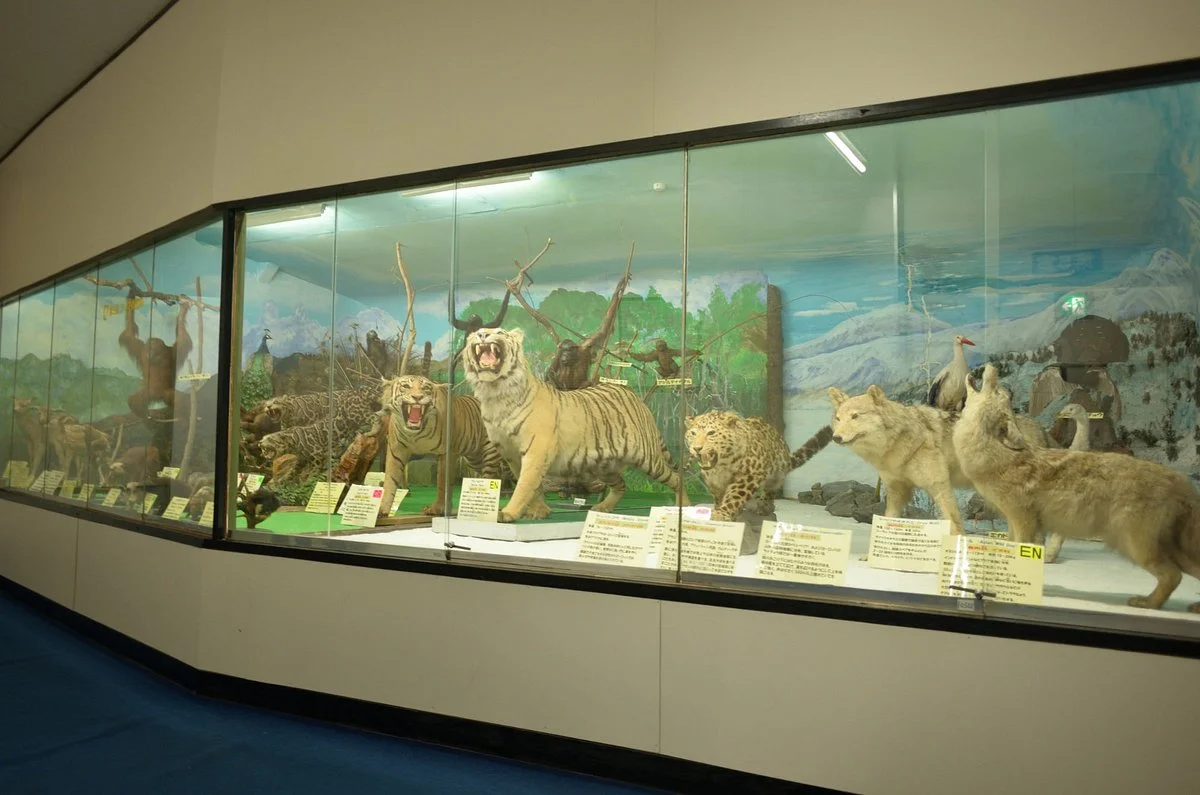 Tsuyama Nature & Mystery Museum