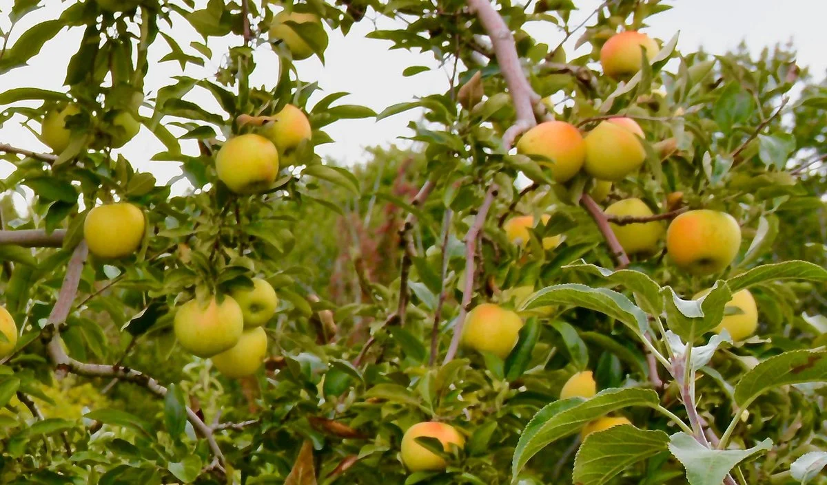 Apple Castle
