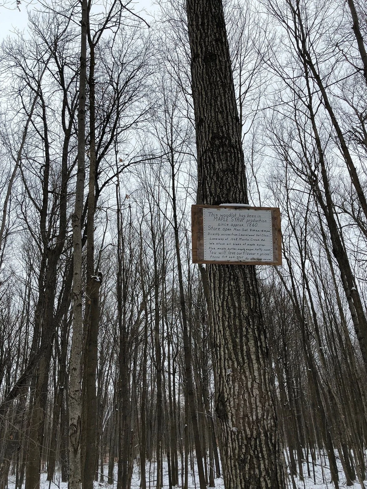 Stamm Woodlot
