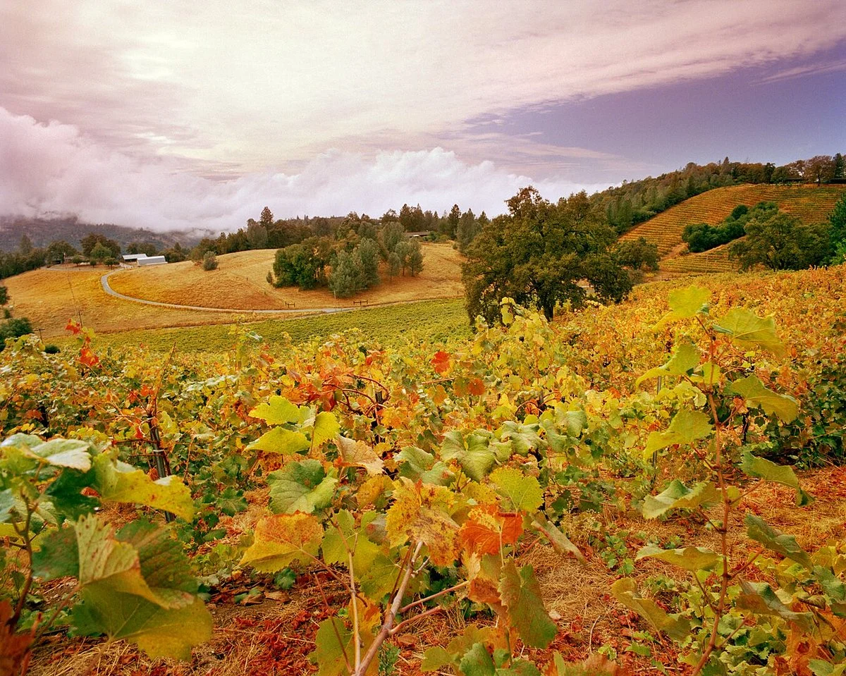 Holly's Hill Vineyards & Brewery