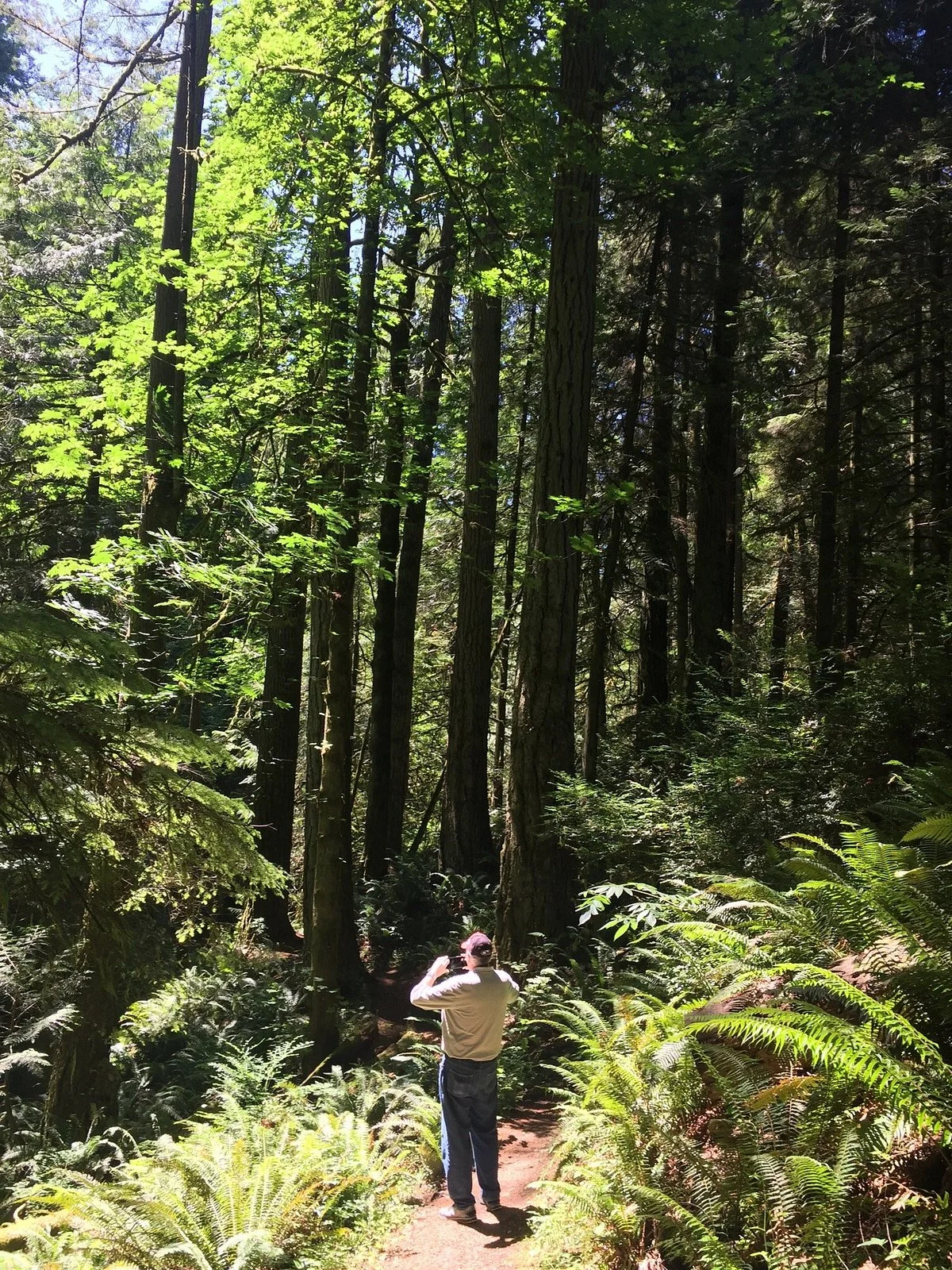 McCormick Forest