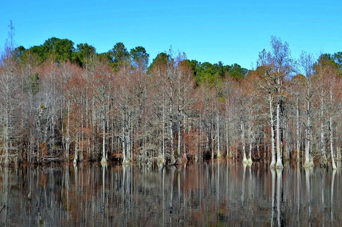 Carvers Creek State Park