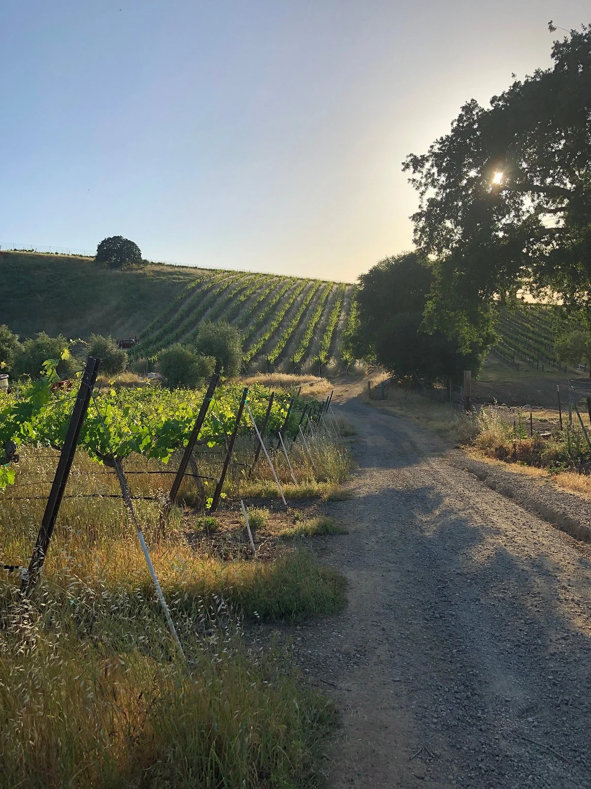 Bent Creek Winery