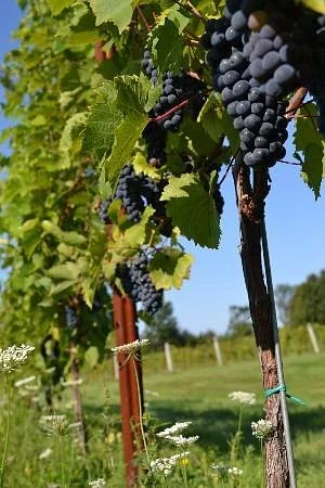 Coyote Moon Vineyards