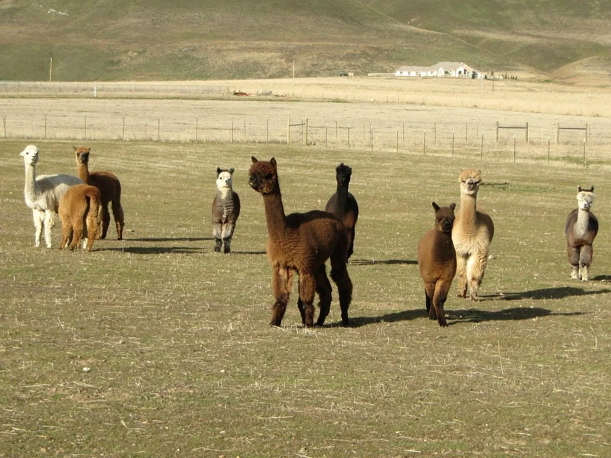 Adorable Alpacas