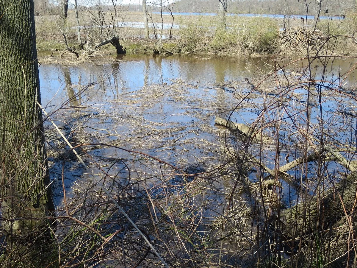 Boundary Creek Natural Resource Area