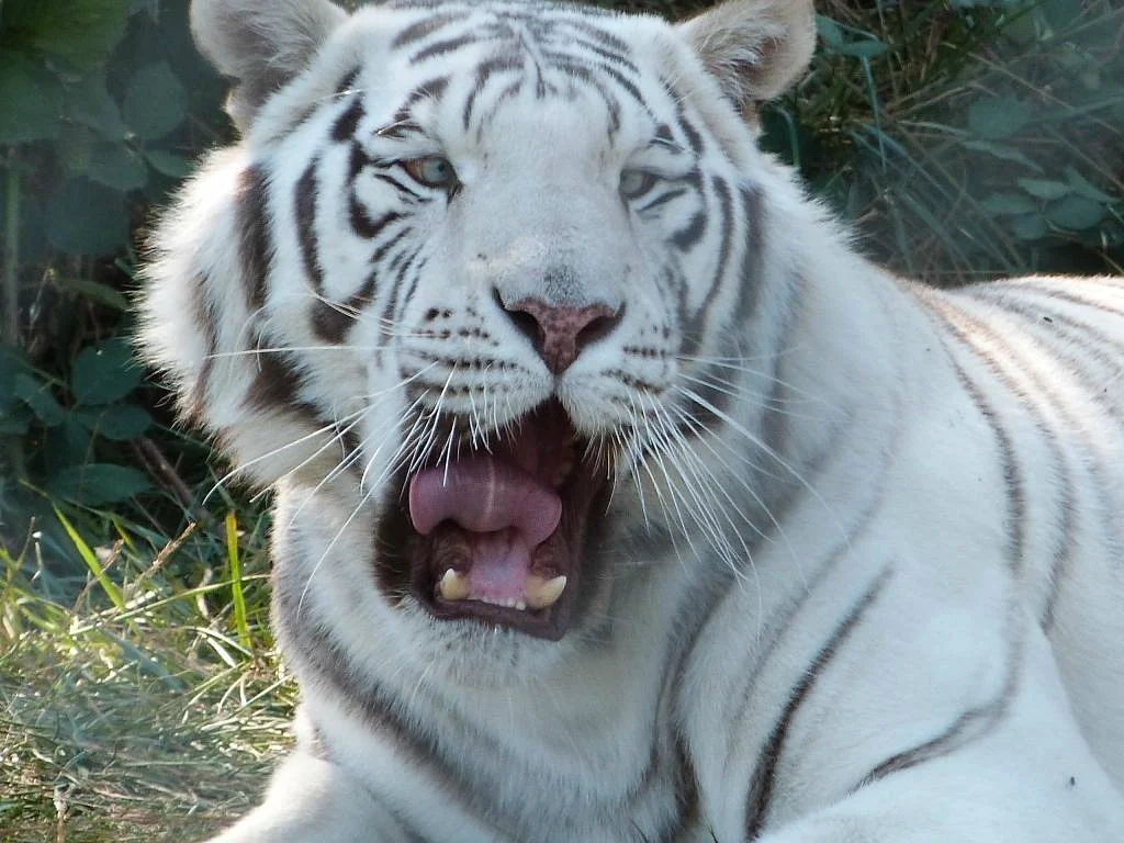 Great Cats World Park