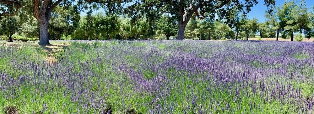 Clairmont Farms