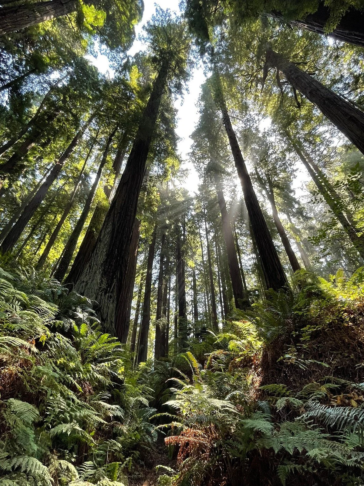 Sequoia Park