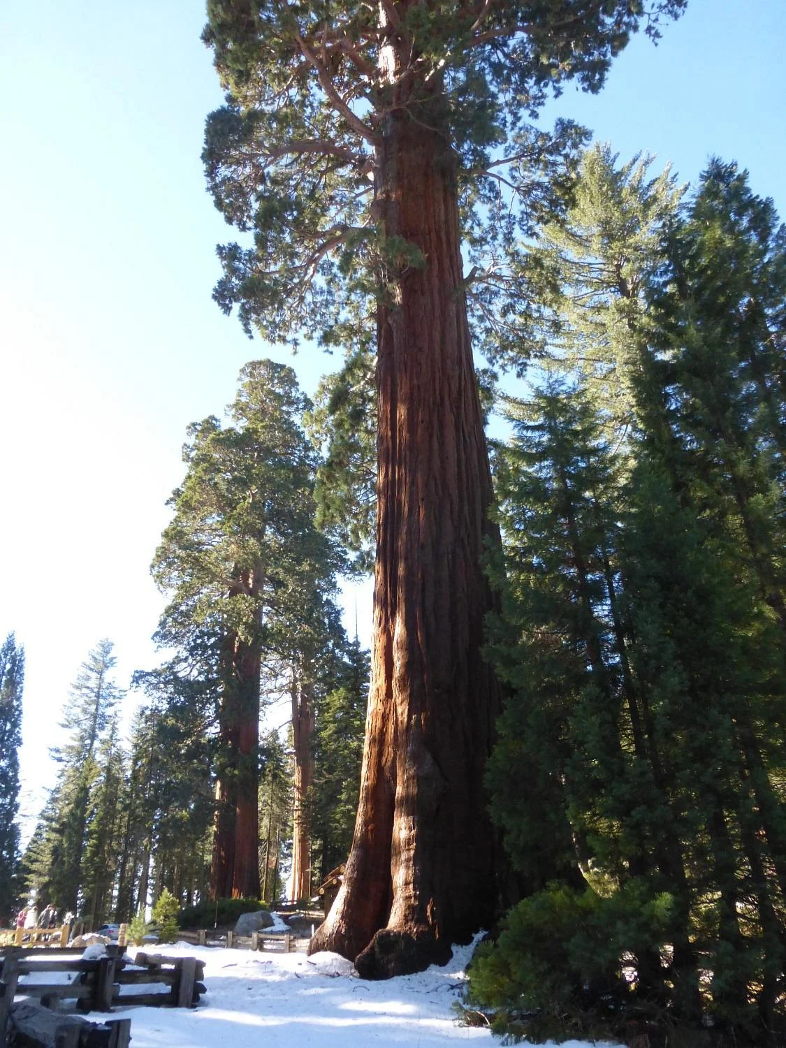 Giant Forest Museum