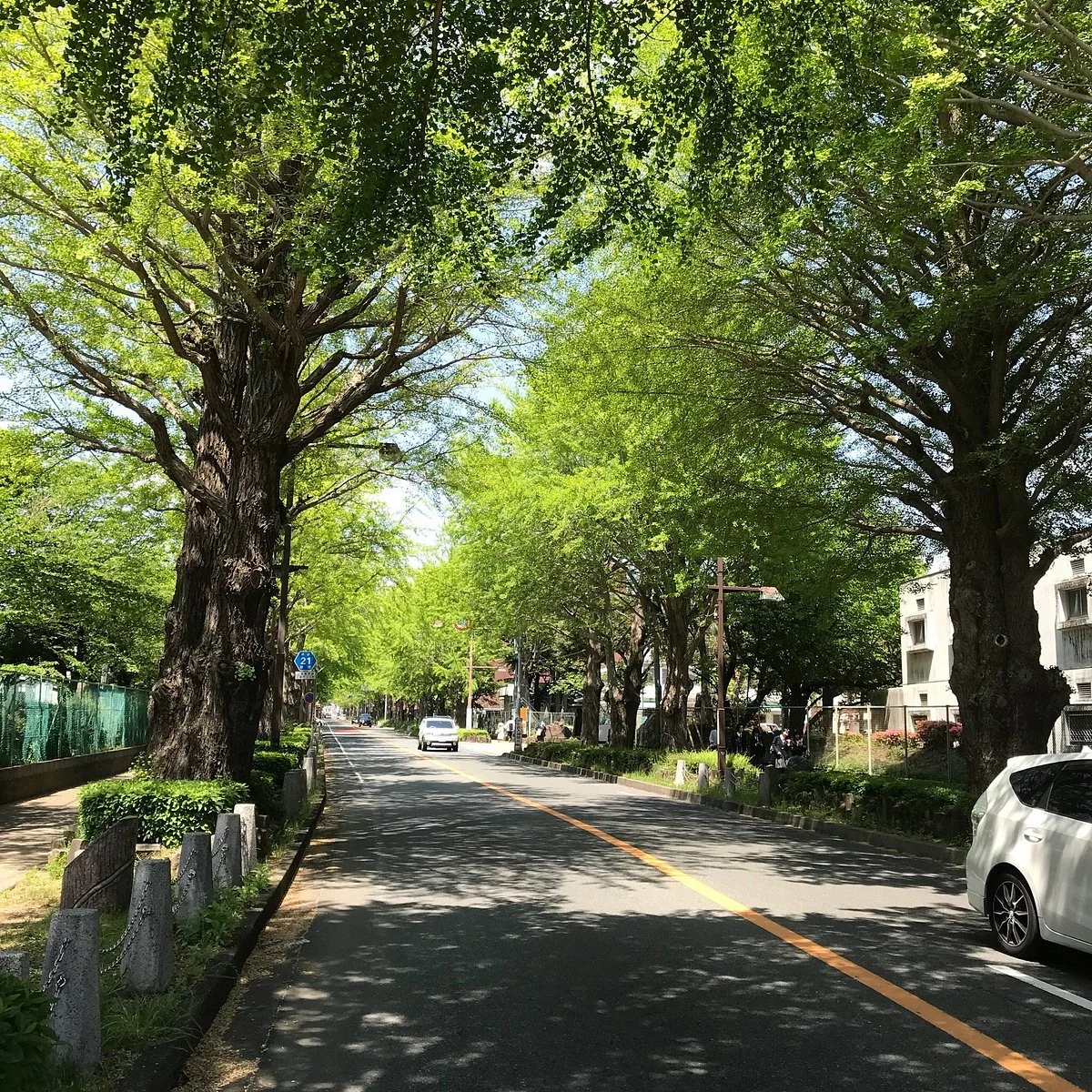 Maidenhair Trees at Nihondori
