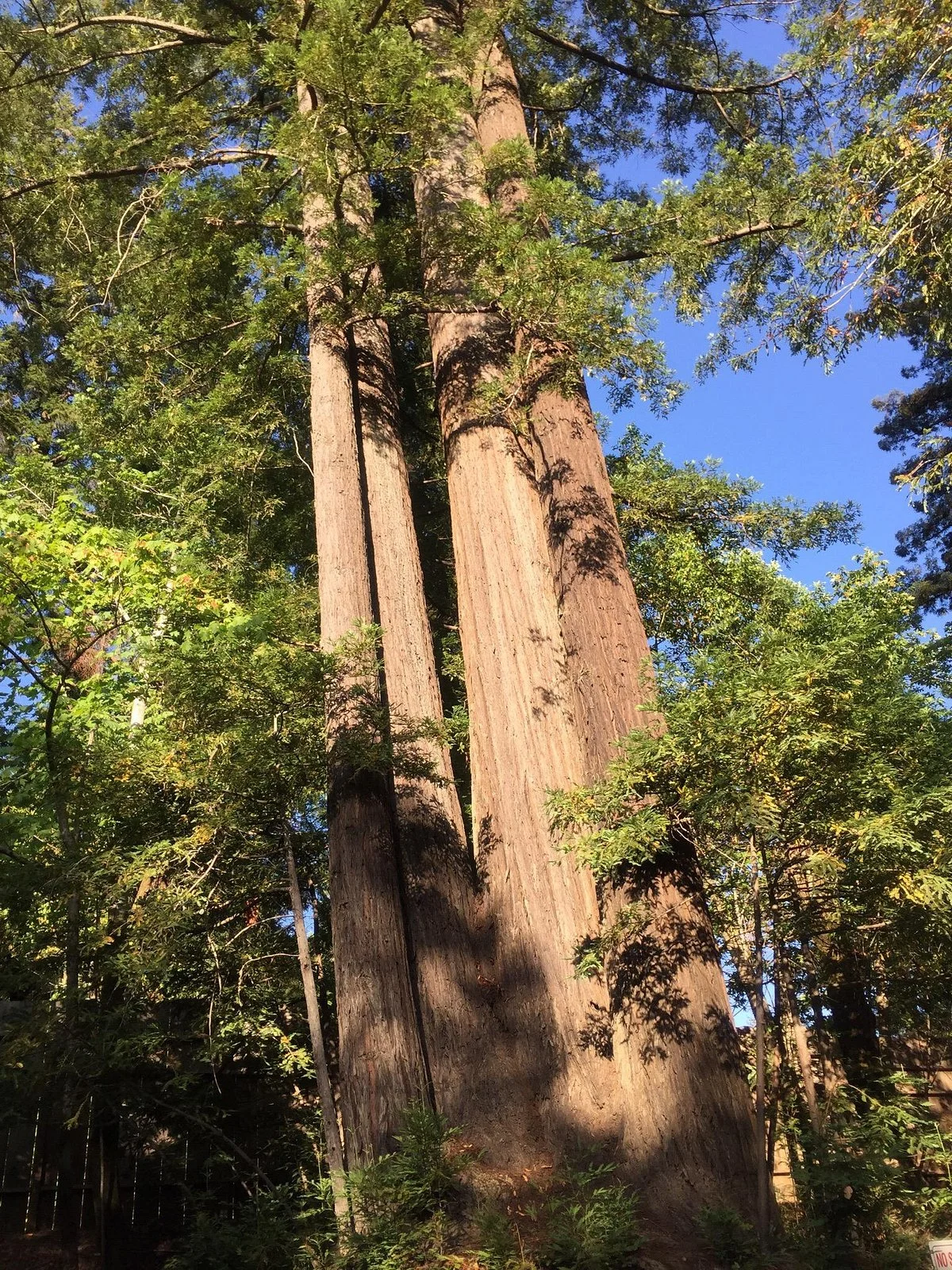 Del Norte Coast Redwoods State Park